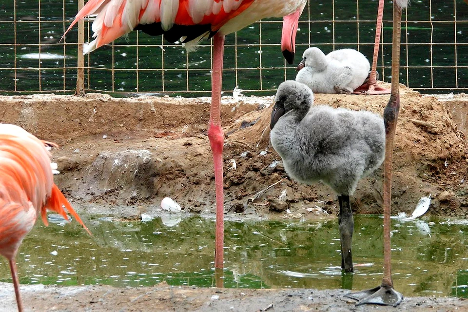 Пока у птенцов фламинго не такое красочное оперение, как у их родителей. Фото: пресс-служба Московского зоопарка