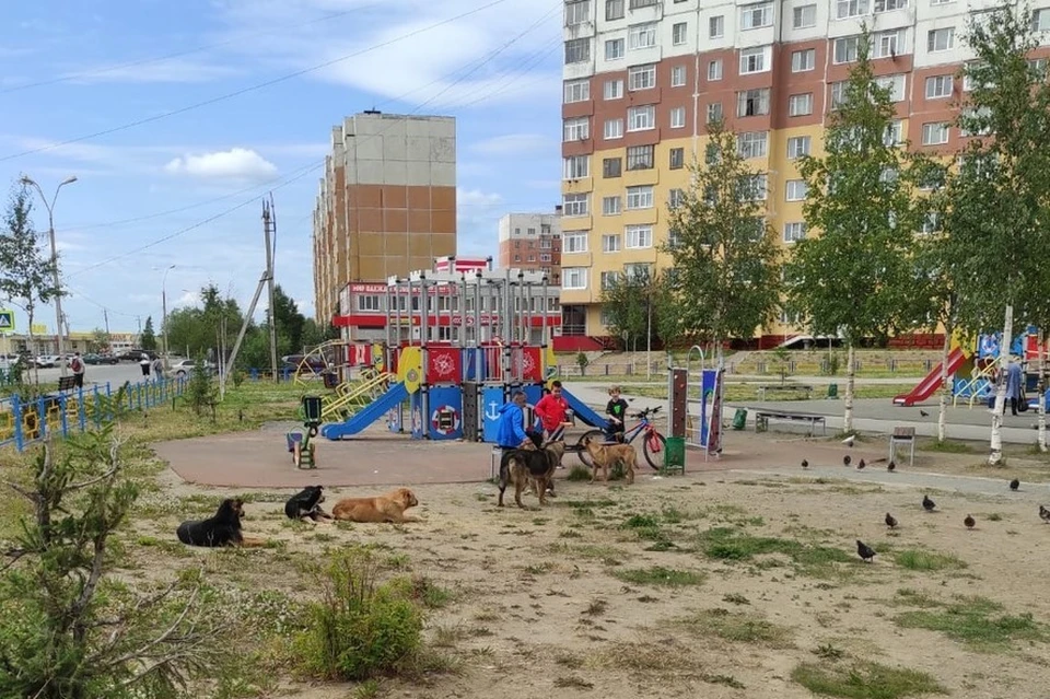 Дети боятся собак. Фото: Иван Рочев.