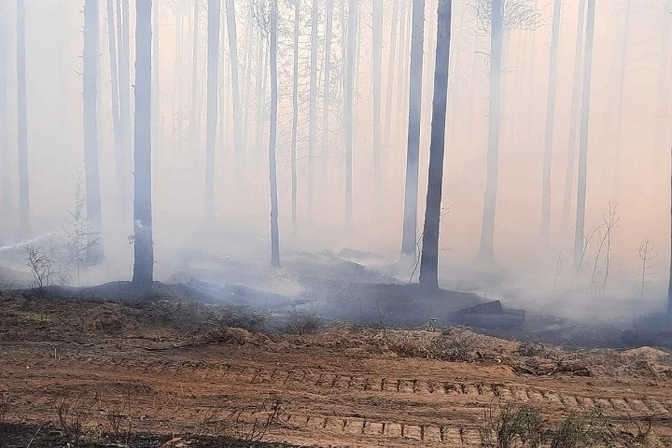 Лес горит примерно в трех километрах от поселка. Фото: МЧС Марий Эл
