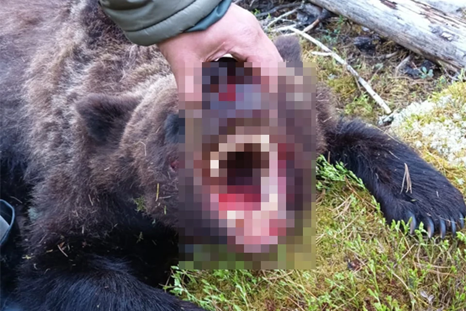 В тверской области медведь загрыз человека - 67 фото ★ витамин-п-байкальский.рф