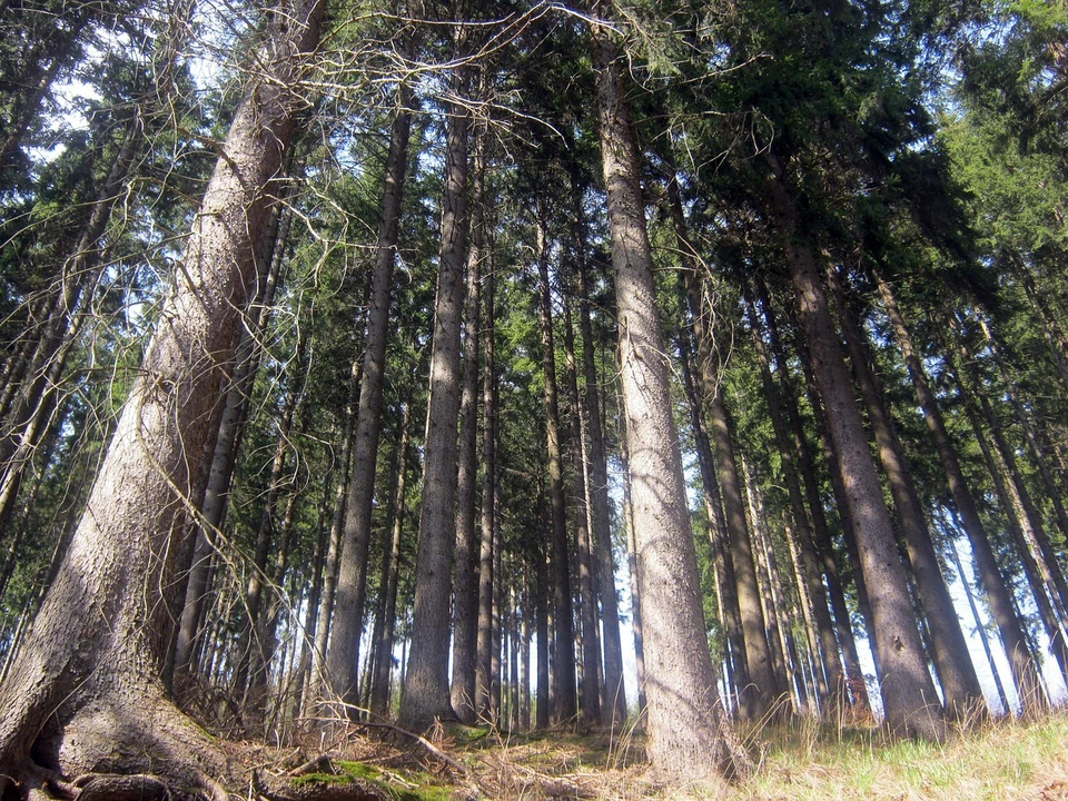 Фото: Pixabay
