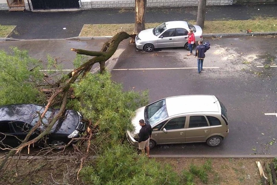 Ствол дерева оказался сломан в результате мощного ветра. Фото: AMS/телеграм-канал