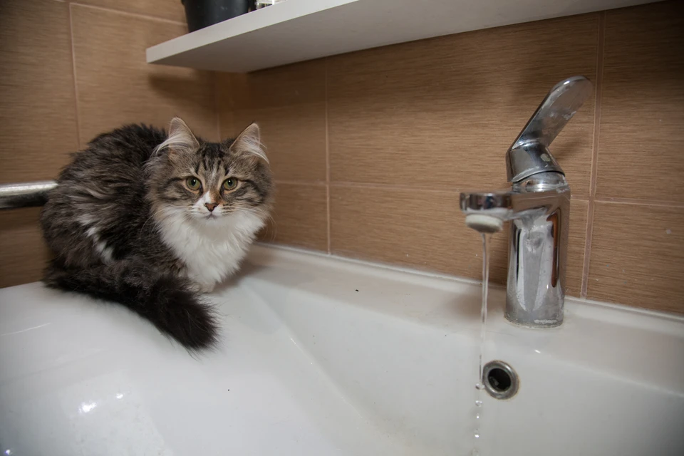 Котики Владивостока тоже ждут возвращение воды