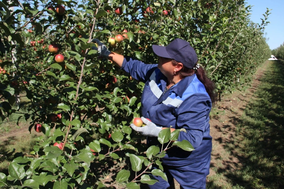 Спелые плоды появятся на прилавках уже в ближайшее время. Фото: сайт Главы ДНР
