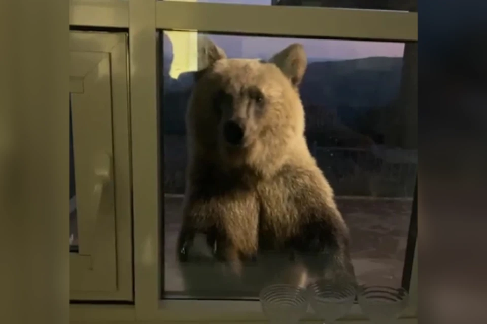 кадр видео