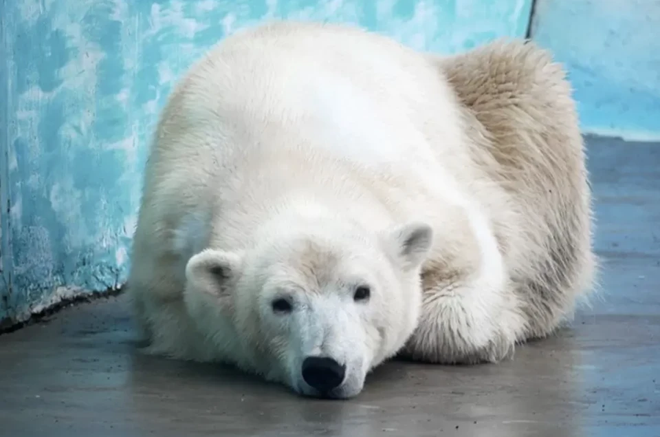 Второй белый медведь появится нижегородском зоопарке «Лимпопо» в конце осени Фото: зоопарк "Лимпопо"