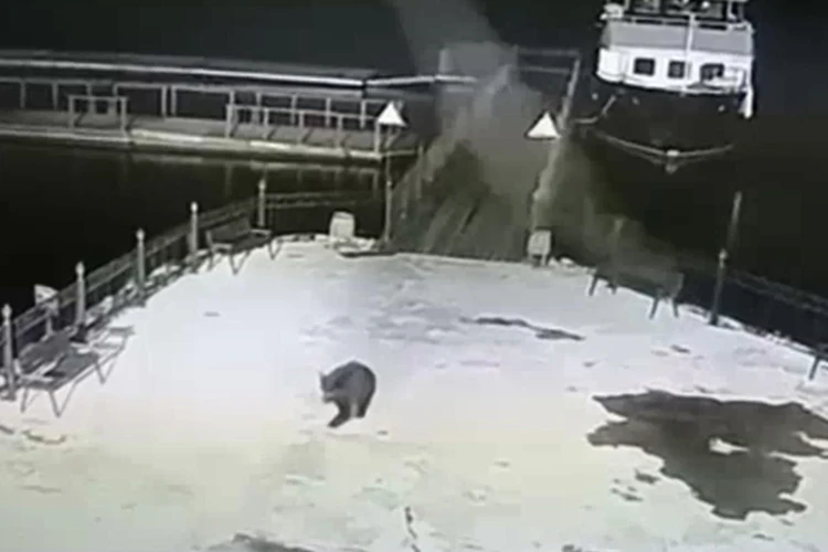 Медведь устроил прогулку у отеля под Иркутском