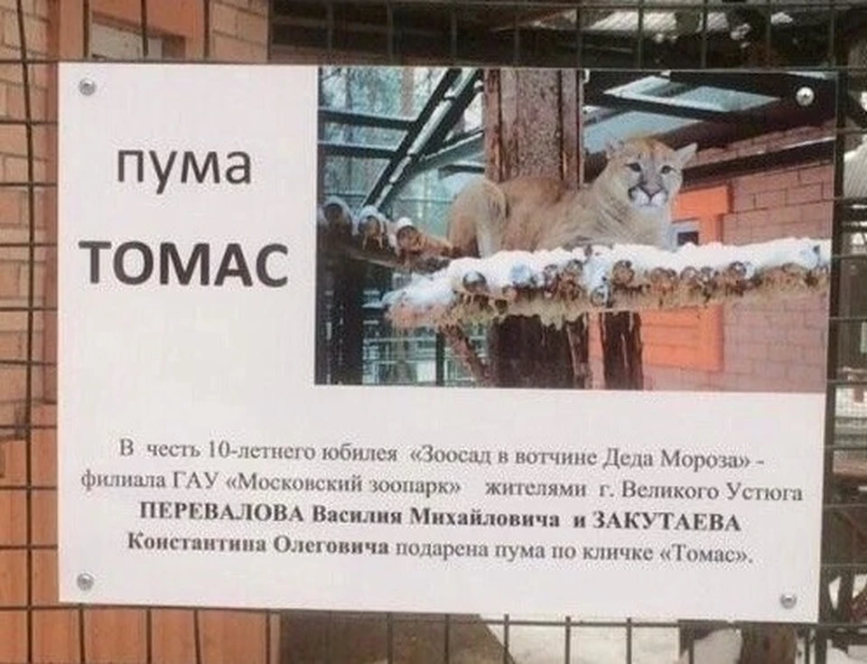 Канадскую пуму в зоопарке не уберегли.