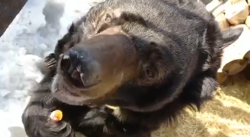 Кадр из видео челябинского зоопарка
