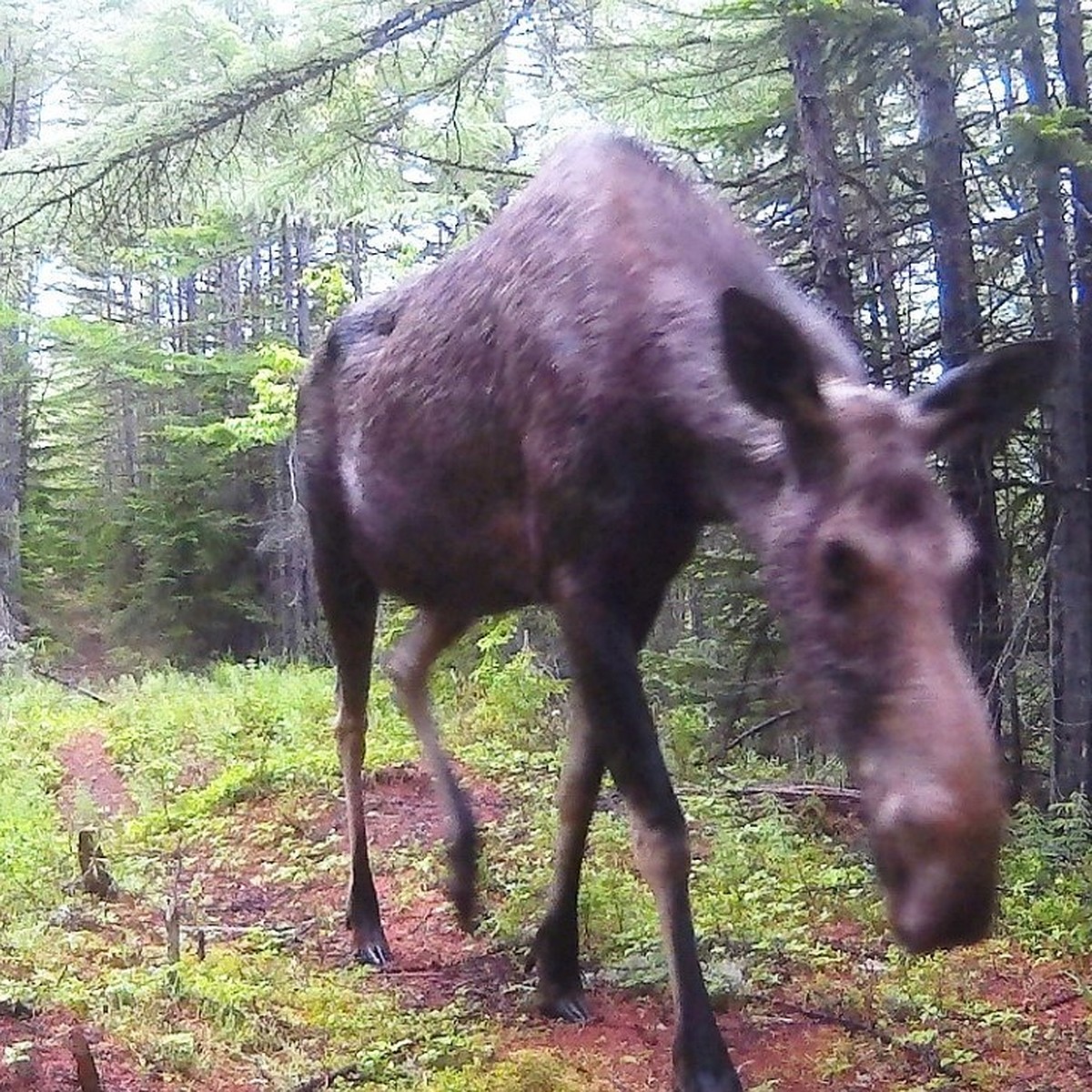 Любопытный лось не смог пройти мимо фотоловушки на Сахалине - KP.RU