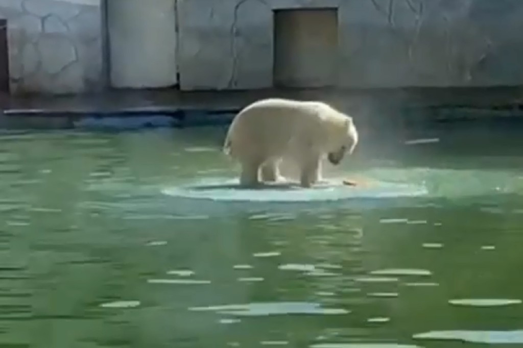 Ростовскому белому медвежонку исполнилось 10 месяцев. Фото: ростовский зоопарк