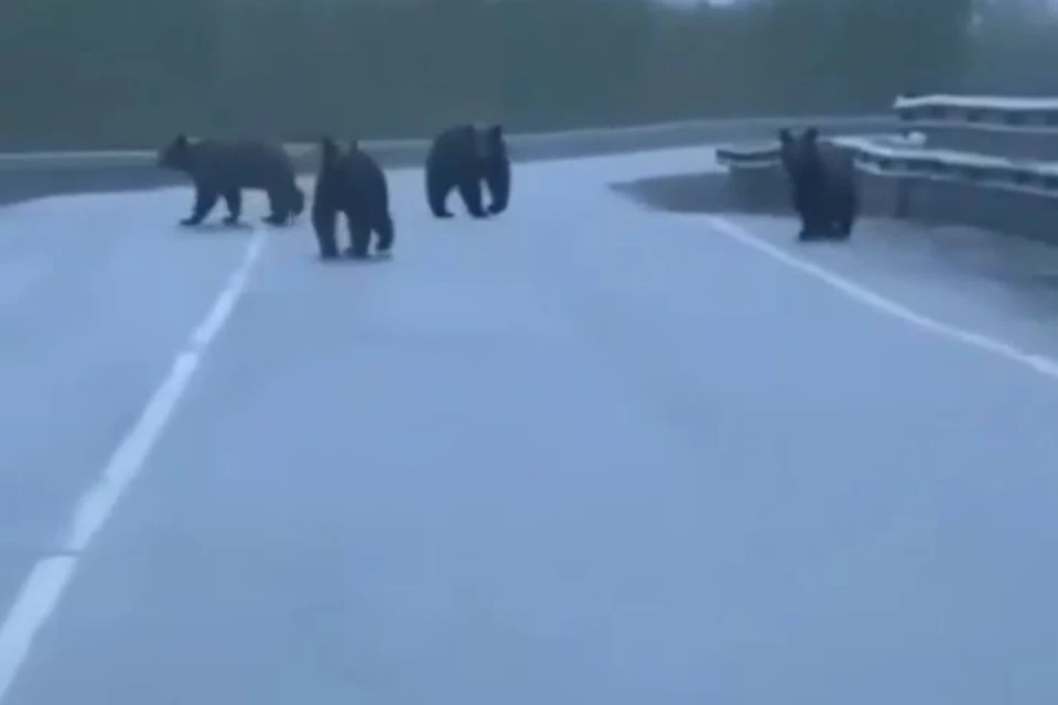 Семейство медведей заблокировало движение на дороге в Магаданской области. Фото: стоп-кадр видео