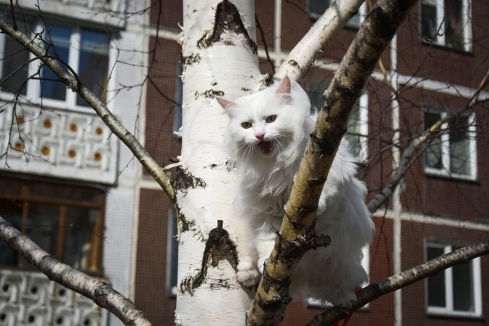 Кошку и ребенка спустили на землю спасатели.