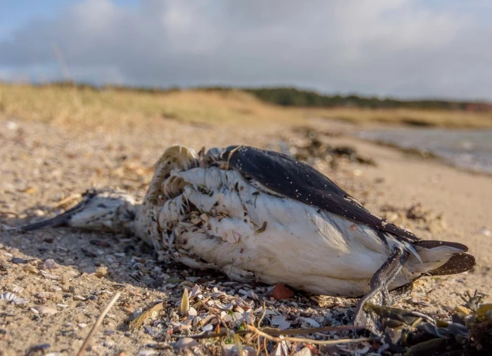 Массово гибнут. Мертвые птицы на берегу. Мертвая птица на морском берегу.