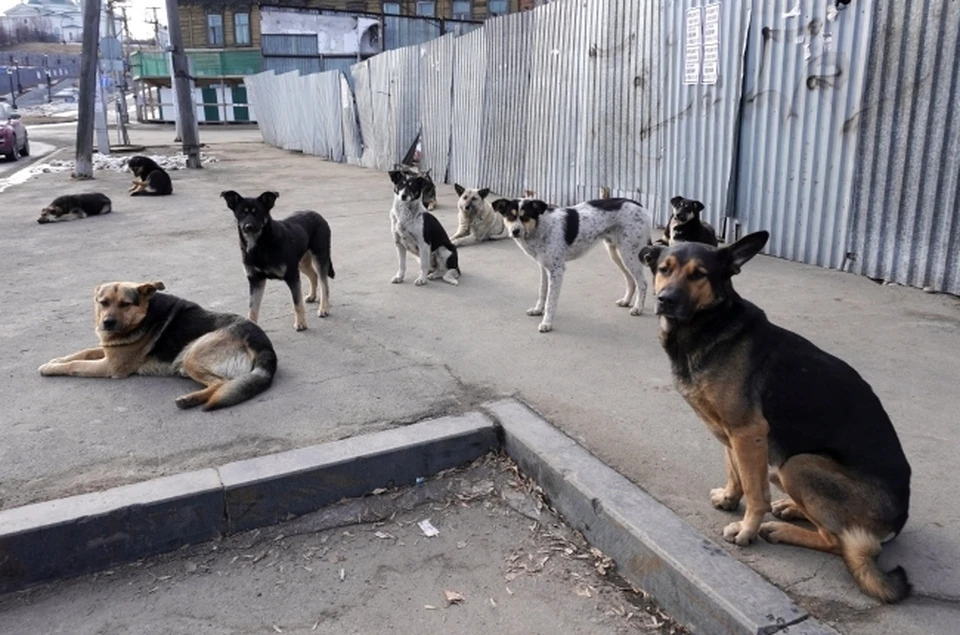 Настроение собак не зависит от времени года или брачного периода. Собаки в основной своей массе довольно доброжелательны, - говорят кинологи.