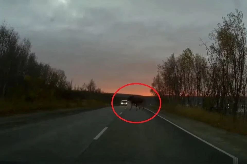 Лось подождал у обочины, когда все машины остановятся. Фото: скриншот видео