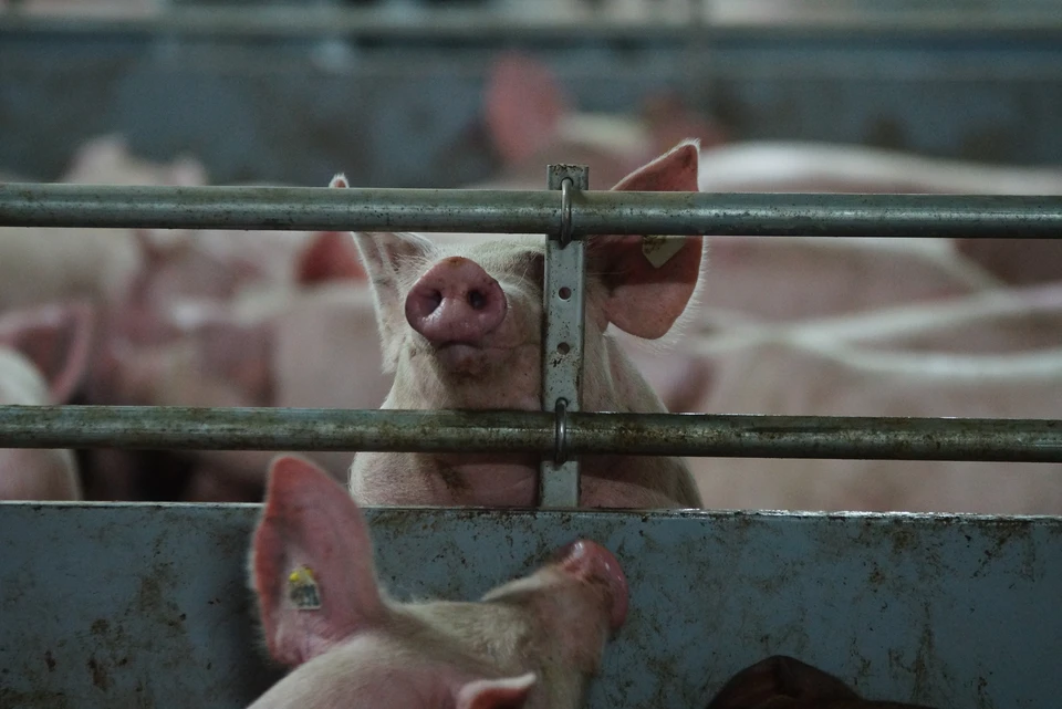 От чумы умерли более сотни свиней
