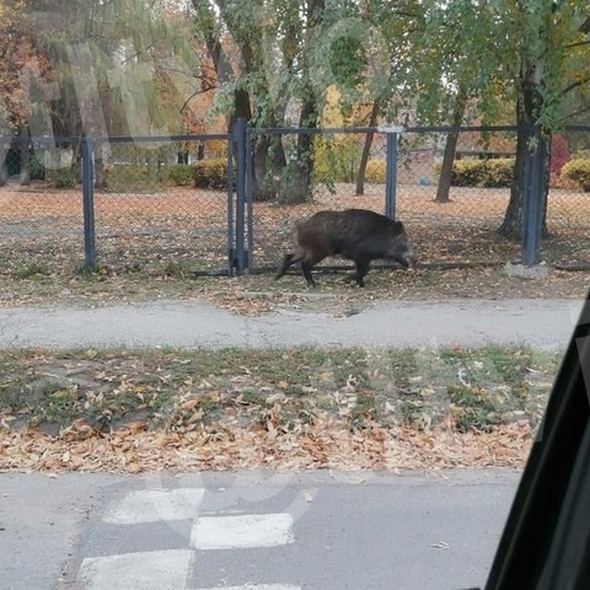 В Тольятти местные жители боятся кабана, который бегает по улице Жукова -  KP.RU