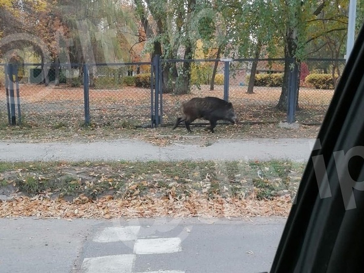 В Тольятти местные жители боятся кабана, который бегает по улице Жукова -  KP.RU