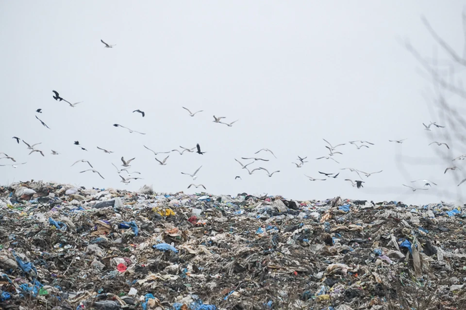Для петербургского мусора построят пять перерабатывающих заводов.