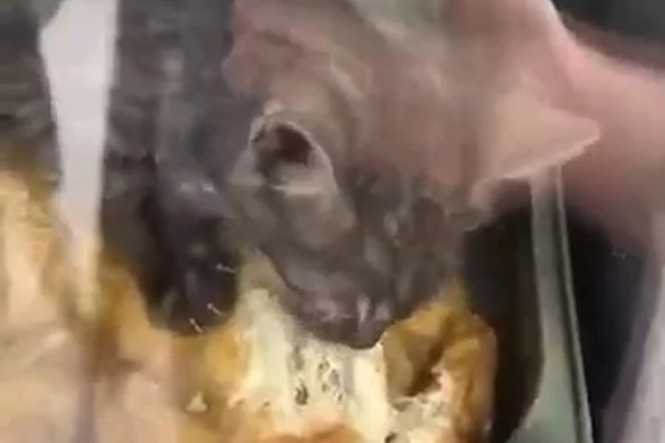 В Липецке котенок съел курицу гриль в киоске фаст-фуда