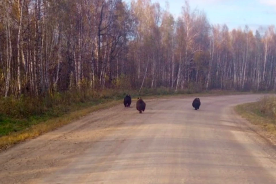 Медведи утроили бега по дороге. Фото: «Вконтаке» группа «Типичная Колывань»