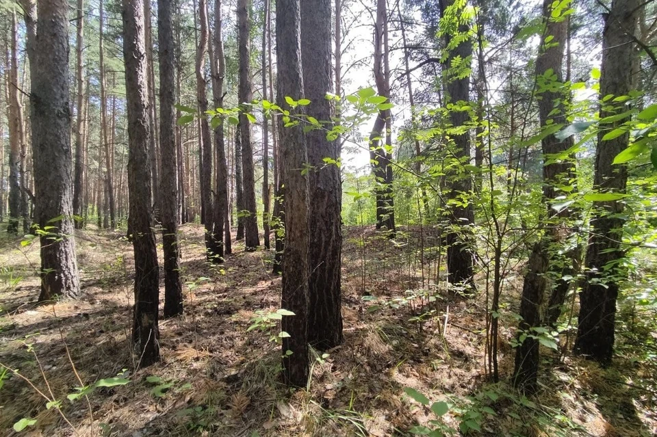 В Челябинске уже почти два года спорят о границах городского бора