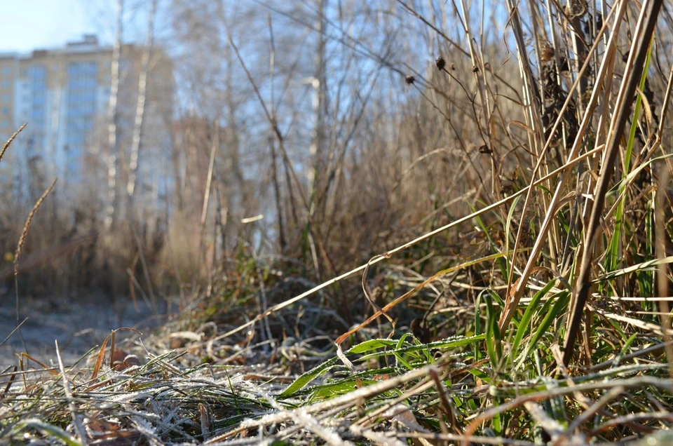 В Орловской области ожидаются ночные заморозки