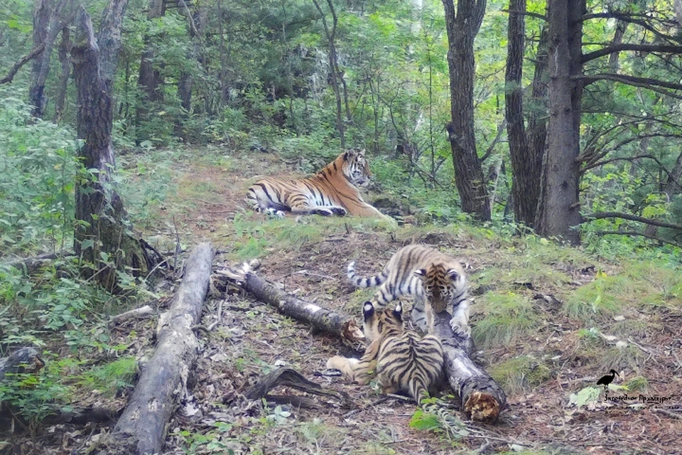 В сентябре отметилась тигрица Злата, да не одна, а с двумя малышами