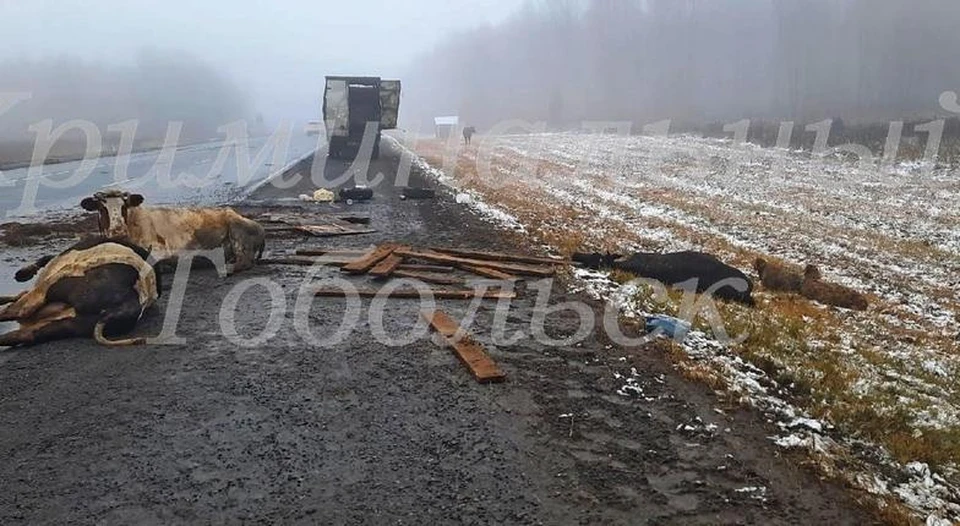 Под Тобольском в ДТП попал фургон с животными. Фото - "Криминальный Тобольск" в ВК.