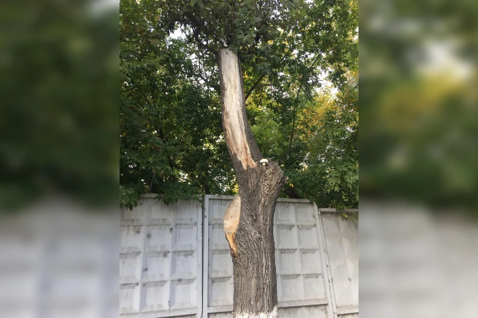 Фото: Администрация Красноярска