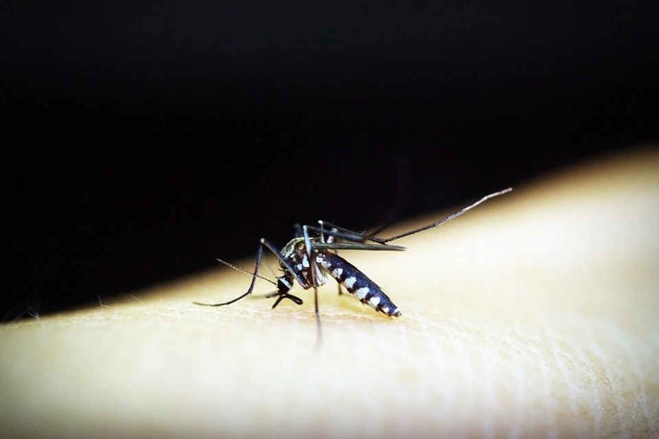 От малярии, по подсчетам пользователей, в год умирает намного больше людей, чем от коронавируса.