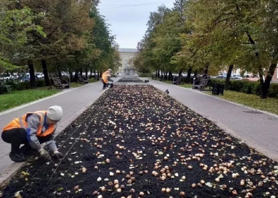 В Кемерове клумбы украсят 35 тысяч тюльпанов. Фото: instagram/ilyaseredyuk.