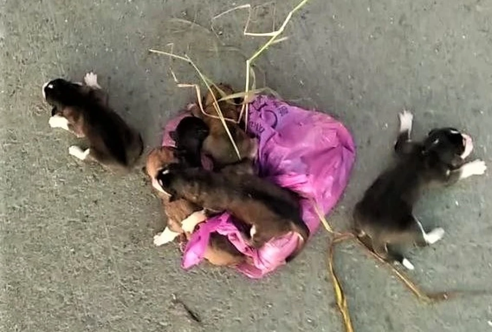 В Тюменской области выброшенные на мусорку щенки в пакете чуть не попали под пресс. Скриншот из видео.