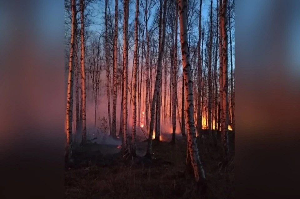 Лес горит третий день