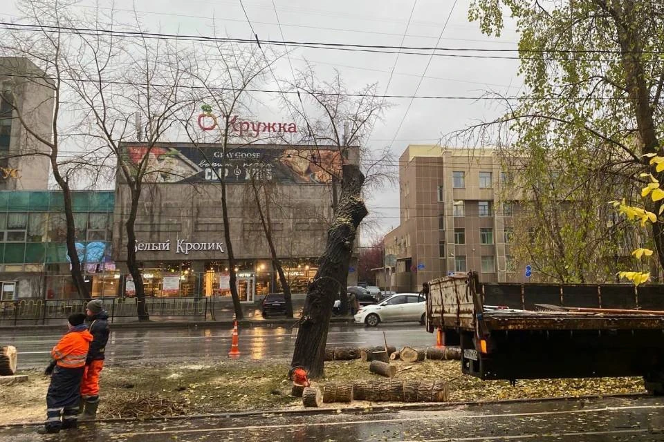 Мурманчане не могут равнодушно наблюдать за тем, как деревья умирают одно за другим. Фото: vk.com/murmanskgroup