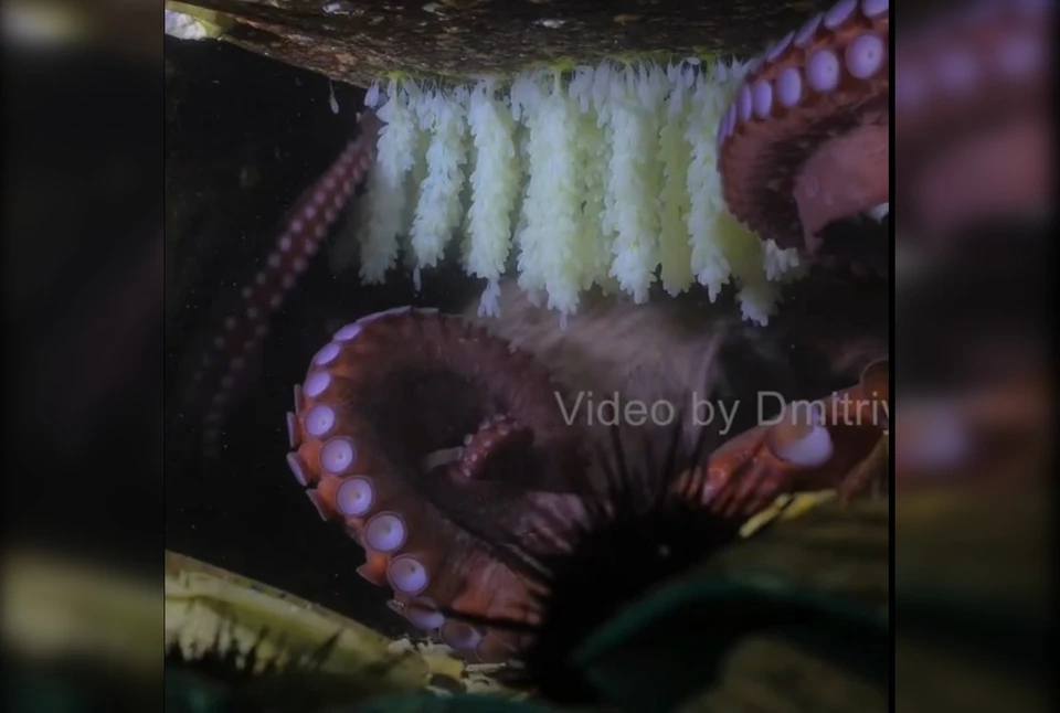 Гигантский осьминог (Дофлейна) - один из самых крупных в мире. Фото: принтскрин видео, dmitriy_rudas