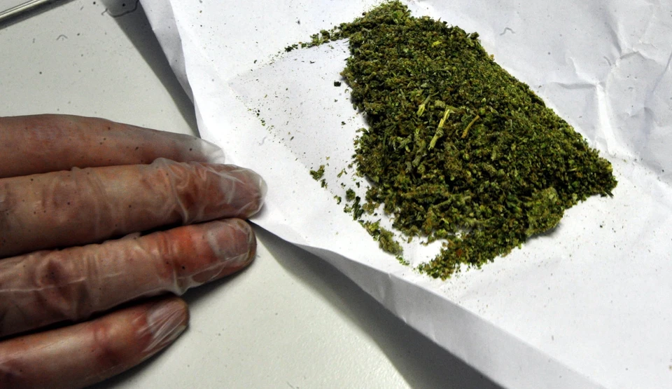Приговор по хранению марихуаны конопля выращивание запрет