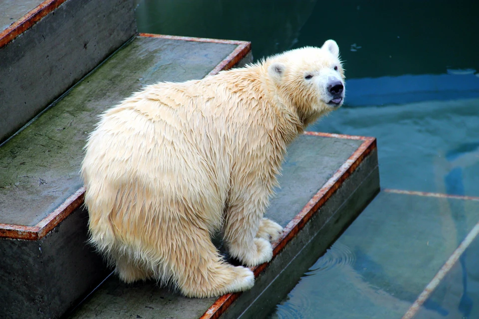 Белых медведей в зоопарке новосибирцы смогут увидеть.
