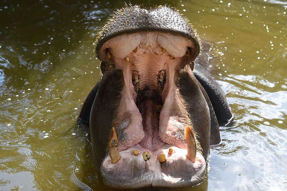 После смерти Эскобара живших на его вилле представителей фауны распределили по разным зоопаркам страны, а вот бегемотов выпустили на волю