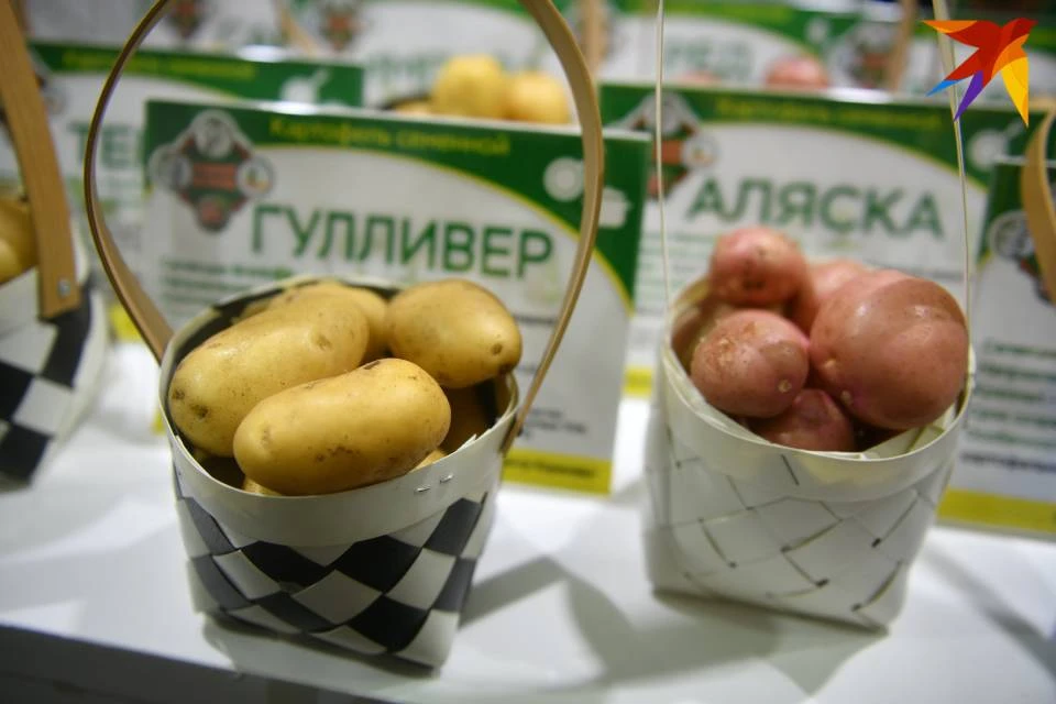 Больше всего за неделю в Мурманской области подорожала картошка.