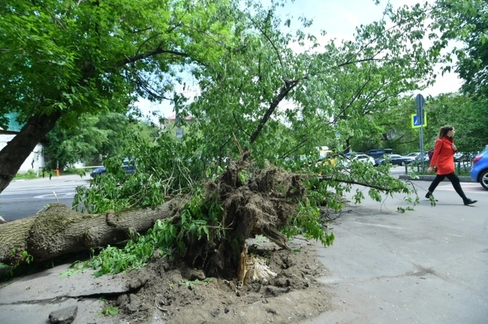 Ветер особенно опасен для старых деревьев