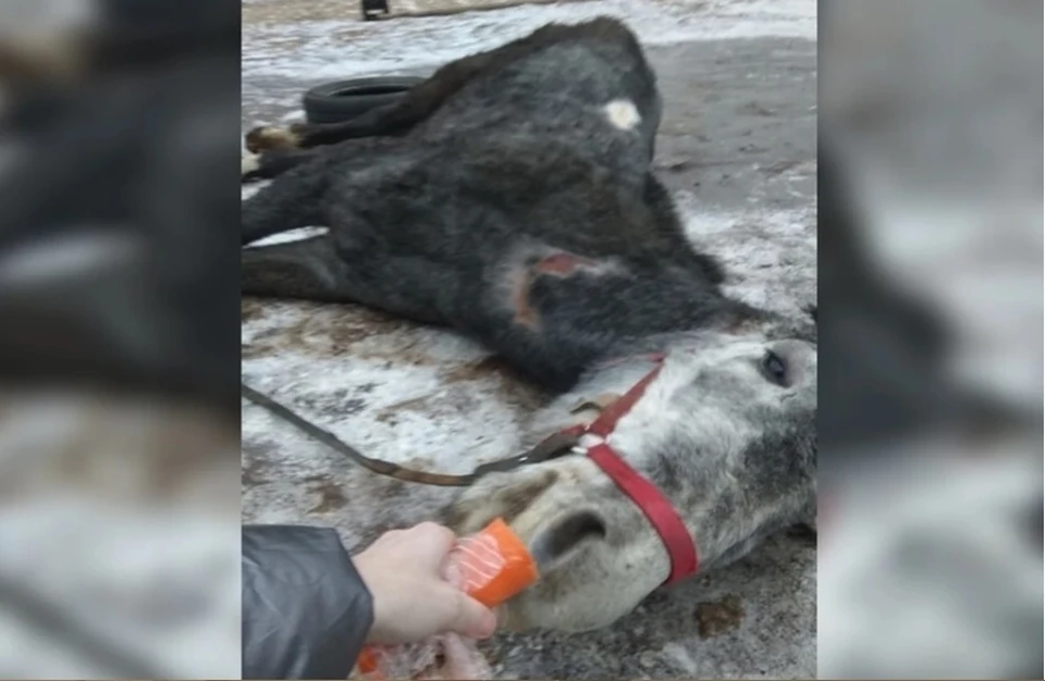 Этой лошади уже нет в живых.