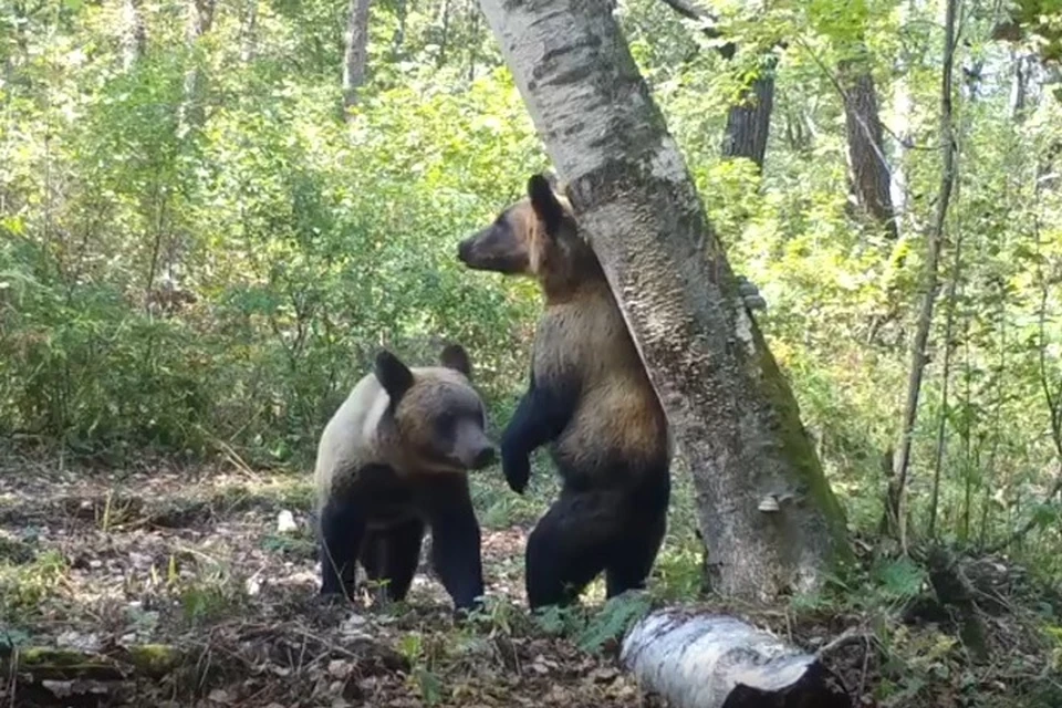 Деревья для «почеласок» медведи выбирают не просто так. Фото: скриншот с видео