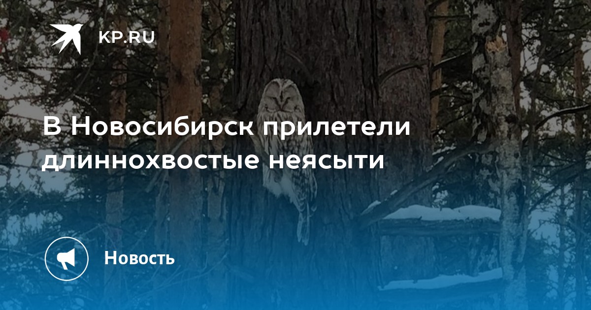 Длиннохвостая неясыть рисунок