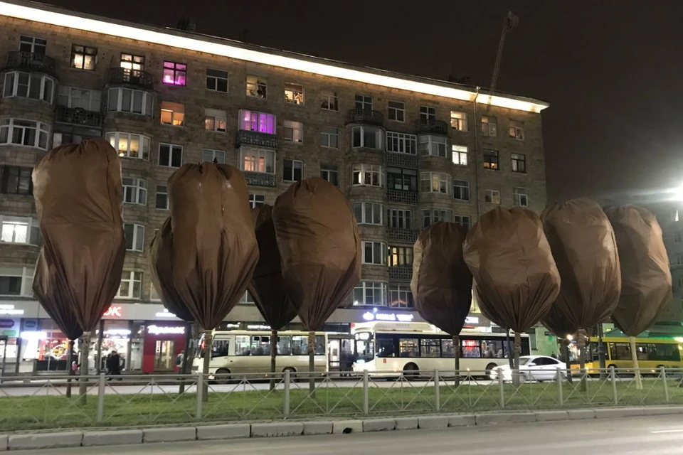 Комблаг объяснил причину укрытия крон и стволов деревьев в Петербурге.
