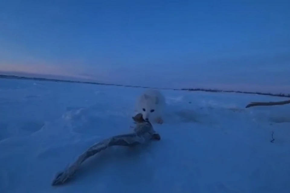 В Норильске рыбак угостил песца замороженным налимом. Стоп-кадр видео