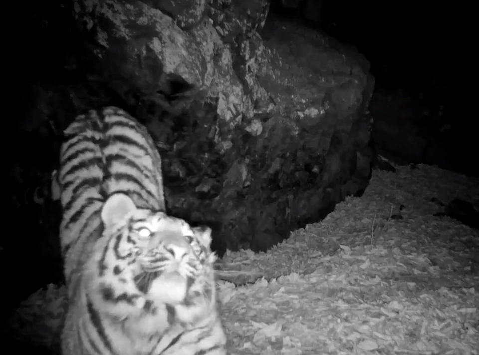 Мама-тигрица уже собиралась на ночлег, но со сном пришлось повременить. Фото: принтскрин, ФГБУ "Земля Леопарда"