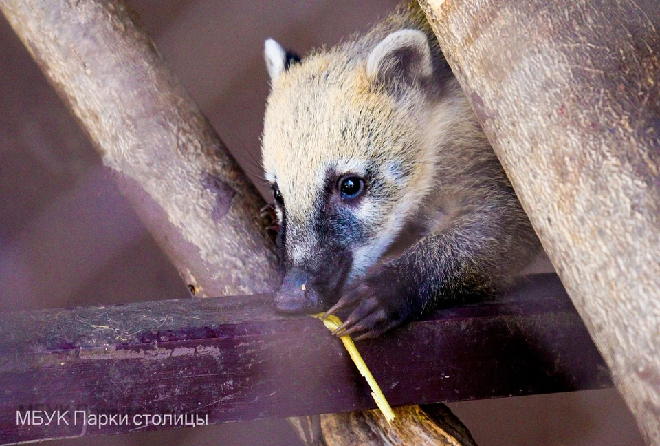 Коати. Фото: Парки столицы (г. Симферополь)/VK