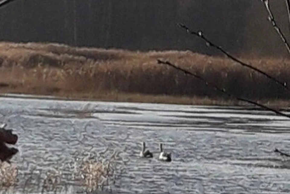 Лебеди плавают на водоеме в Тверской области Фото: vk.com/club114776276